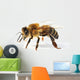 Western Honey Bee
