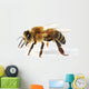Western Honey Bee