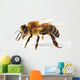 Western Honey Bee