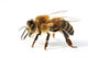 Western Honey Bee