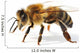 Western Honey Bee