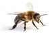 Western Honey Bee Wall Decal