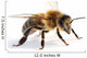 Western Honey Bee Wall Decal