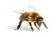 Close-Up Honey Bee Wall Decal