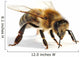 Close-Up Honey Bee Wall Decal
