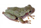 Eastern Gray Tree Frog Wall Decal