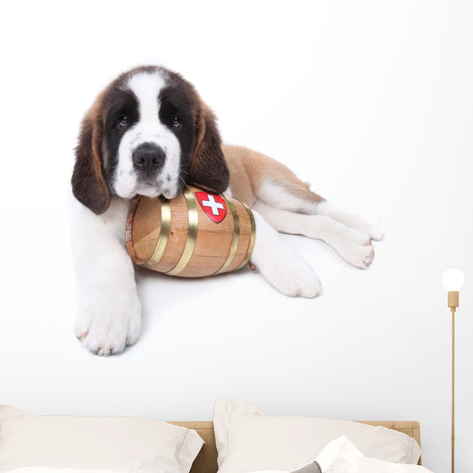 A Saint Bernard puppy with rescue barrel around the neck Wall Decal