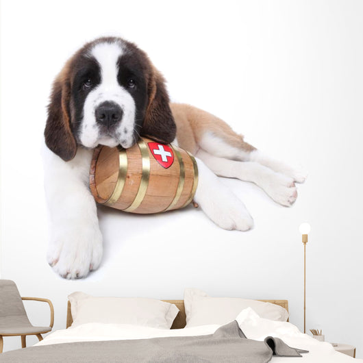 A Saint Bernard puppy with rescue barrel around the neck Wall Decal