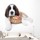 A Saint Bernard puppy with rescue barrel around the neck Wall Decal