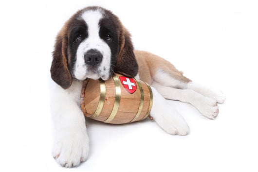 A Saint Bernard puppy with rescue barrel around the neck Wall Decal