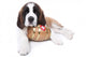 A Saint Bernard puppy with rescue barrel around the neck Wall Decal