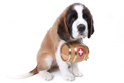 A Saint Bernard puppy with rescue barrel around the neck Wall Decal