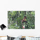 Howler Monkey Wall Mural