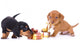 dachshund puppies and New Year gift Wall Decal
