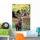Strong Stag Wall Mural