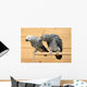 African grey Wall Mural