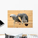 African grey Wall Mural