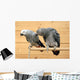 African grey Wall Mural