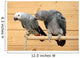 African grey Wall Mural