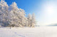 Winter Park Snow Wall Decal Design 1