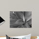 Agave Black and White Wall Mural