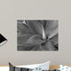 agave in black and white Wall Mural