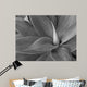 agave in black and white Wall Mural
