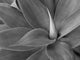 agave in black and white Wall Mural