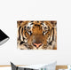 Full Frame of Bengal Tiger Wall Mural