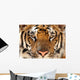 Full Frame of Bengal Tiger Wall Mural