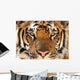 Full Frame of Bengal Tiger Wall Mural