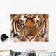 Full Frame of Bengal Tiger Wall Mural
