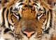 Full Frame of Bengal Tiger Wall Mural