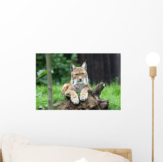 European Lynx