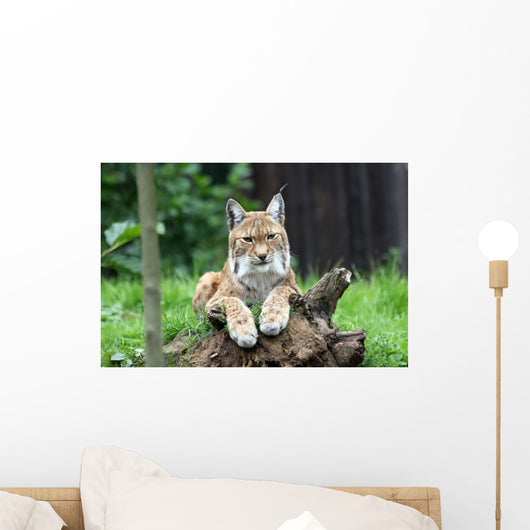 European Lynx