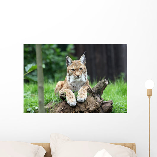 European Lynx