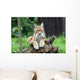 European Lynx