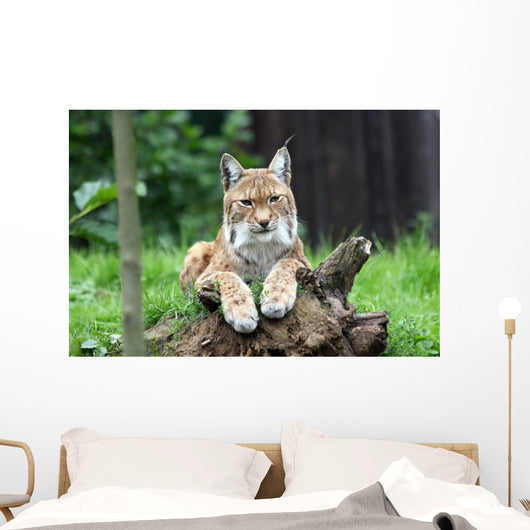 European Lynx