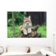 European Lynx