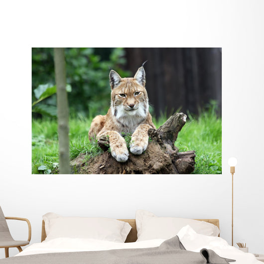 European Lynx