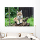European Lynx