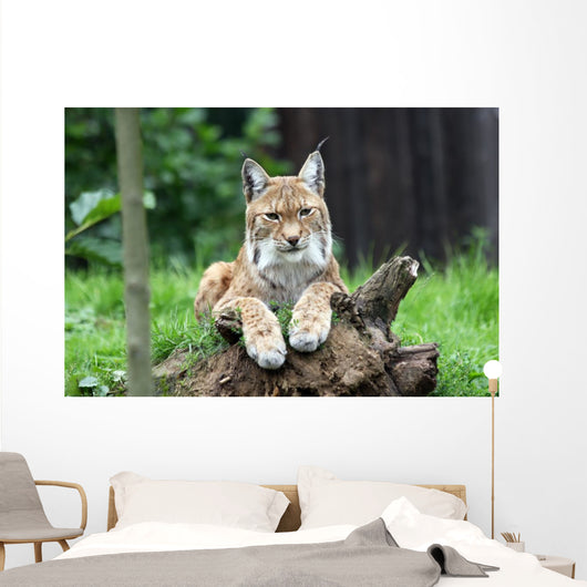 European Lynx