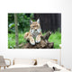 European Lynx