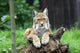 European Lynx