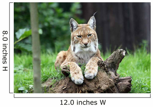 European Lynx
