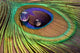 Drops Peacock's Feather