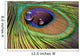 Drops Peacock's Feather