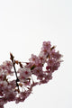 Cherry Blossoms Wall Decal