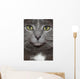 Russian Blue Cat