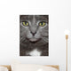 Russian Blue Cat